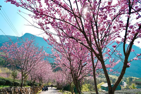 ▲▼阿里山中興製茶廠。（圖／嘉義縣文化觀光局提供）