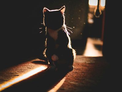 貓奴一覺到天亮不是夢!學會4招讓「貓老大」半夜不再擾眠