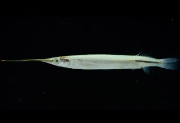 ▲台德合作揭密「新種異鰭鱵」　命名「打狗」紀念百年前標本。（圖／翻攝自zootaxa）