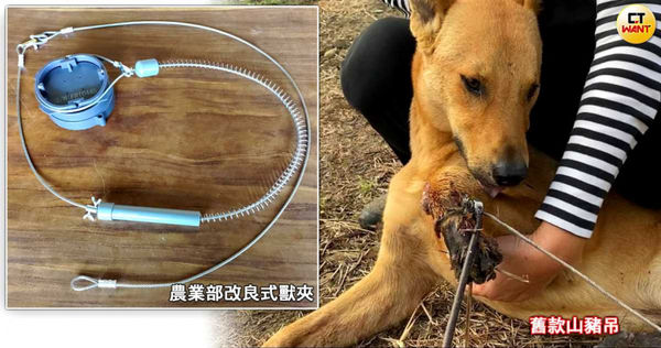 「山豬吊」是野外捕捉山豬、山羌等獵物的便利工具，卻常夾到不知情的狗、石虎甚至台灣黑熊等動物而濺血，輕則截肢重則奪命；農業部對此推廣「改良式獵具」，第一年免費發出5千多具，專家則憂心「換湯不換藥」對野外生物仍有受傷風險。（圖／CTWANT後製組）