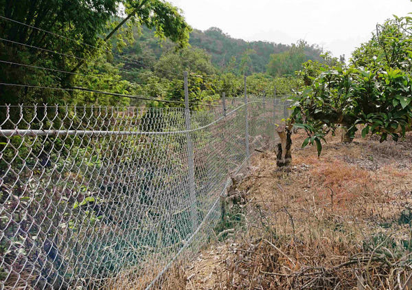 農業部林業保育署自2016年起補助地方政府輔導農民架設電圍網，藉此防治獼猴危害農作物，專家認為若要防治山豬等野獸侵害農作物，也可以比照辦理。（圖／報系資料照）