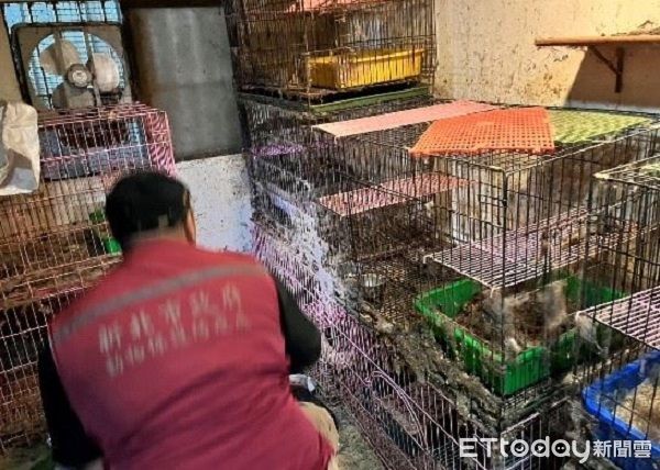 ▲板橋「7貓遺體」嫌犯非法繁殖賣貓　住處還搜出獸醫用藥。（圖／新北市政府動物保護防疫處）