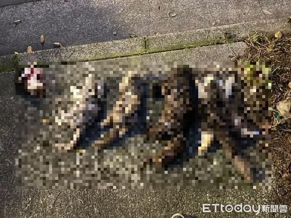 ▲板橋「7貓遺體」嫌犯非法繁殖賣貓　住處還搜出獸醫用藥。（圖／新北市政府動物保護防疫處）