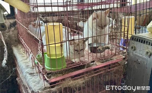 ▲板橋「7貓遺體」嫌犯非法繁殖賣貓　住處還搜出獸醫用藥。（圖／邵柏森-虎哥救援大小事）