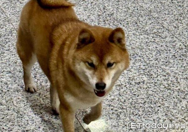 ▲熱心協尋的大同寧夏所警員王文宏遭柴犬咬傷幸無大礙。（圖／記者張君豪翻攝）