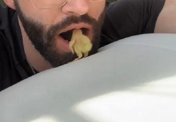 ▲小鵪鶉聽飼主呼喚「直衝嘴裡」　他嚇壞：求生本能為０。（圖／翻攝自TikTok／@fathenfarms）