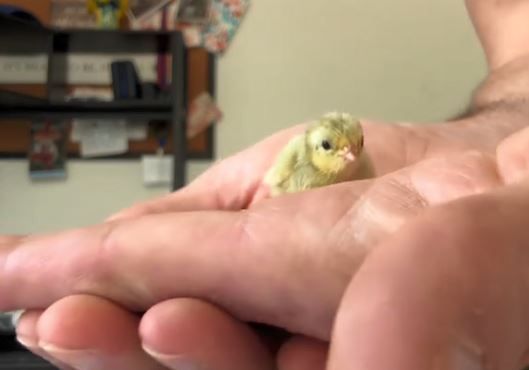 ▲小鵪鶉聽飼主呼喚「直衝嘴裡」　他嚇壞：求生本能為０。（圖／翻攝自TikTok／@fathenfarms）