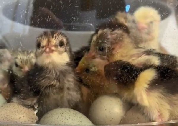 ▲小鵪鶉聽飼主呼喚「直衝嘴裡」　他嚇壞：求生本能為０。（圖／翻攝自TikTok／@fathenfarms）