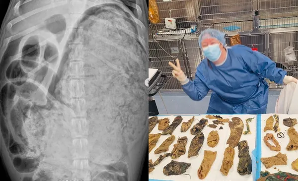 狗狗腹脹緊急送醫　體內全是主人衣物「狂吞24隻襪子+嬰兒衣」。（圖／翻攝自Instagram／coronaanimaler）