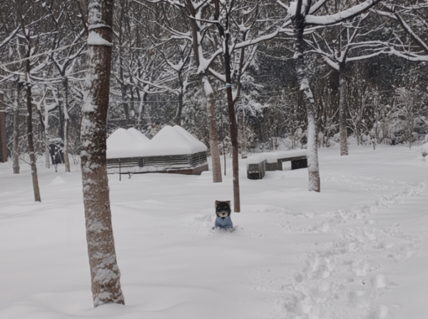 ▲▼濟南大暴雪，20小時內下387個大明湖。（圖／翻攝自微博）