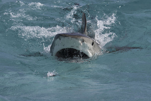 ▲▼鯊魚,示意圖。（圖／VCG）