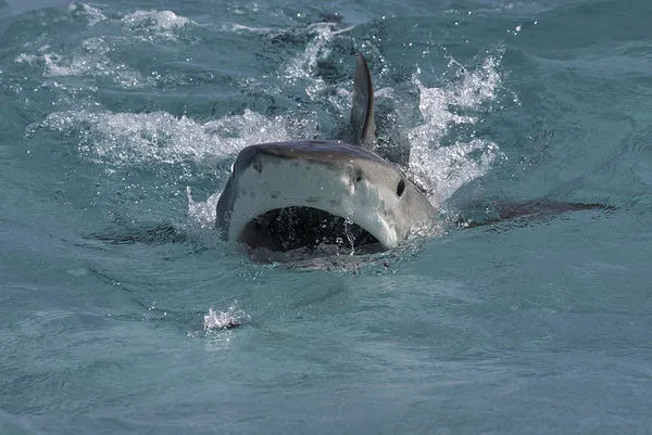▲▼鯊魚,示意圖。（圖／VCG）