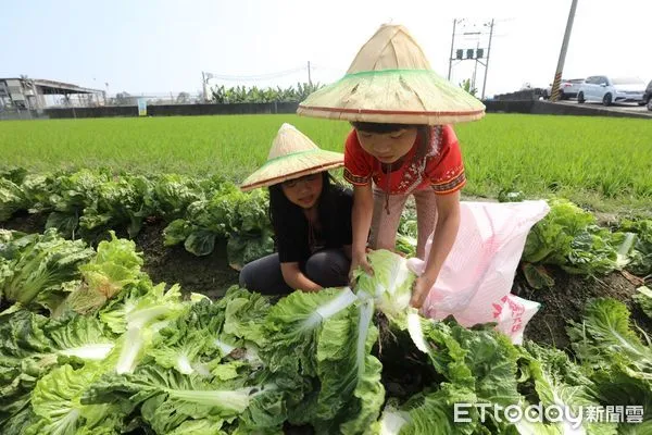 ▲恆基課輔班學童採收大白菜             。（圖／恆基提供）