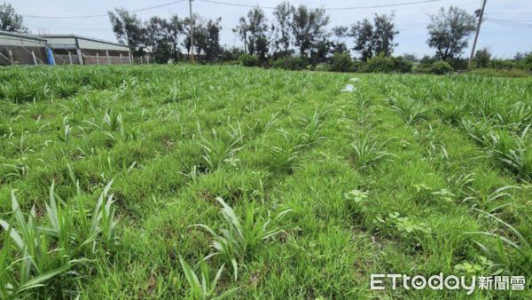 ▲雲林縣政府推動「低碳循環農業」，透過利用畜禽養殖再生水驗證對鹽化土地的復育潛力，促進土壤健康及地力回復。（圖／記者游瓊華翻攝）