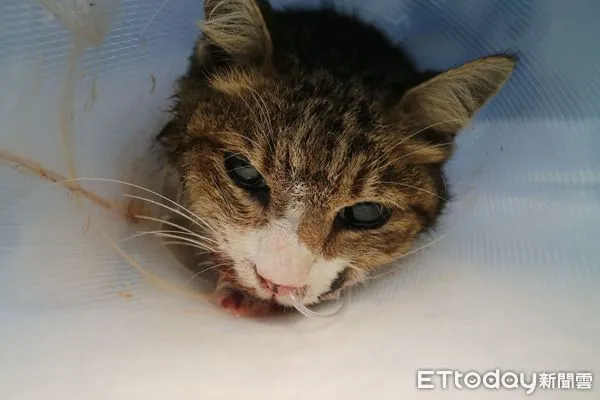 貓咪下巴重創。（圖／新北市動保處提供）