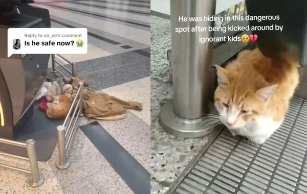 主人沒填好文件不能登機　「橘貓被當成行李」一起丟棄在機場。（圖／翻攝自TikTok／giddykittykat）