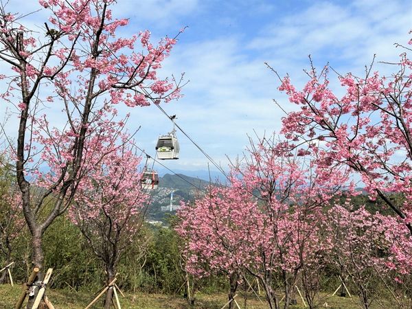 ▲指南風景區櫻花,北眼平台,內雙溪自然中心愛情花。（圖／大地處提供）