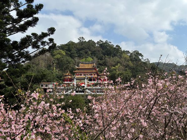 ▲指南風景區櫻花,北眼平台,內雙溪自然中心愛情花。（圖／大地處提供）