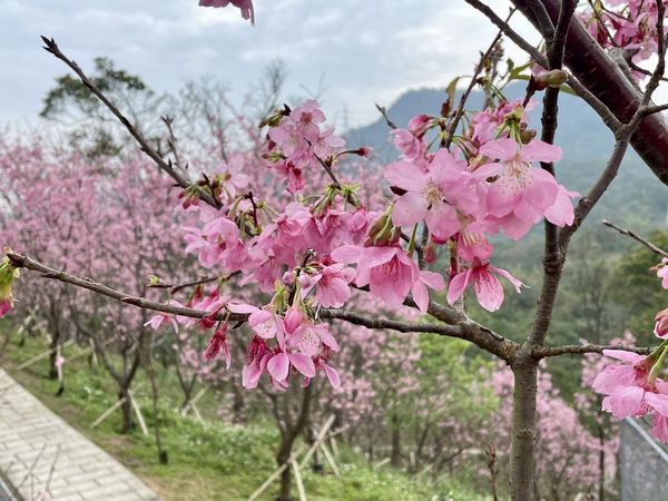 ▲指南風景區櫻花,北眼平台,內雙溪自然中心愛情花。（圖／大地處提供）