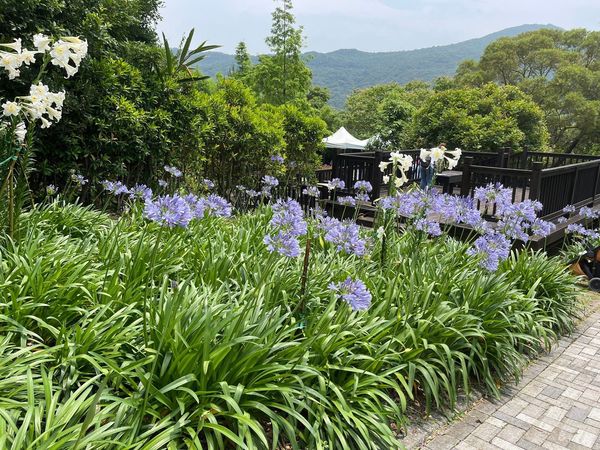▲指南風景區櫻花,北眼平台,內雙溪自然中心愛情花。（圖／大地處提供）