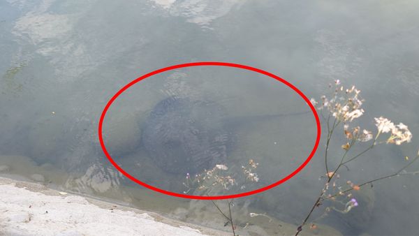 ▲▼澄清湖魟魚             。（圖／民眾提供）