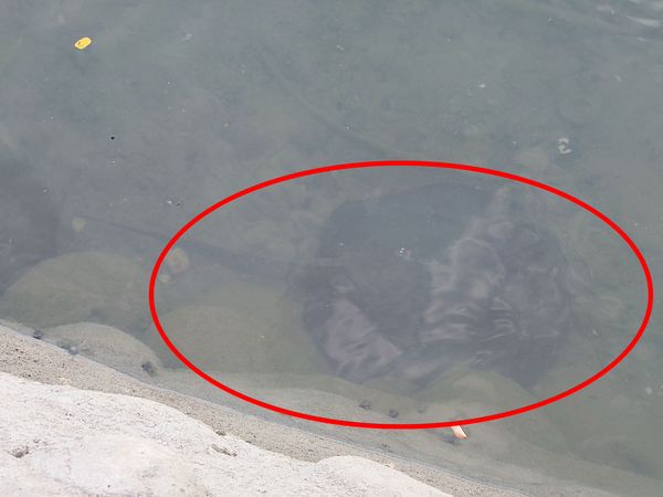 ▲▼澄清湖魟魚             。（圖／民眾提供）