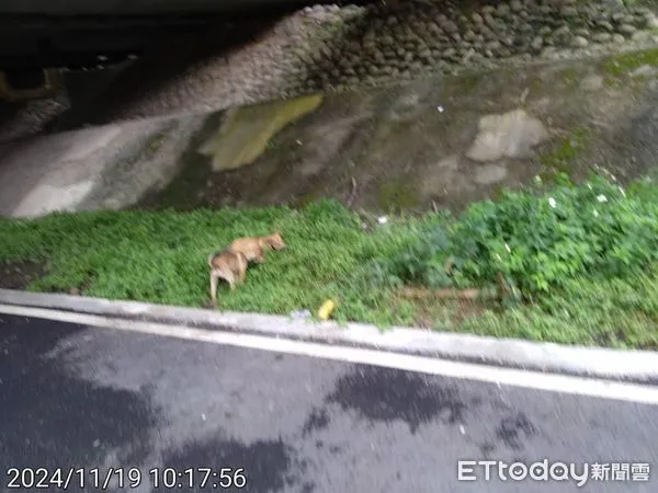 三鶯橋下棄犬。（圖／新北市動保處提供）