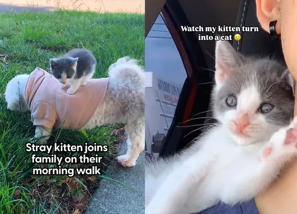 男散步被欽點當貓奴　「流浪小貓突跳到狗狗身上」霸氣求收養。（圖／翻攝自Instagram／adventurecatleo）