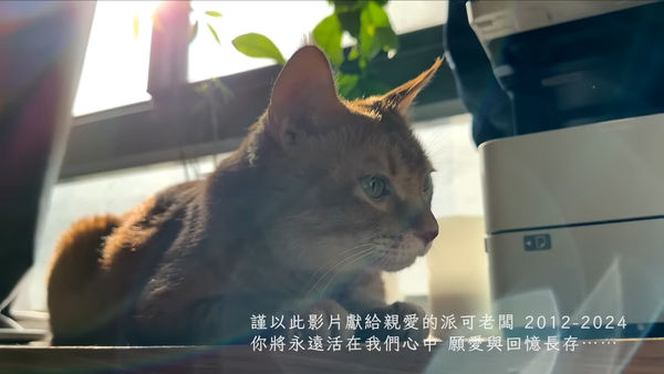 ▲▼百萬YTR「12年愛貓過世」說到哭　粉絲淚崩：我台指期跌停都沒哭的。（圖／翻攝柴鼠兄弟 ZRBros YouTube）