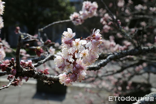 ▲▼     阿里山賞星賞櫻花    。（圖／林業及自然保育署嘉義分署提供）