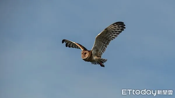 ▲林業及自然保育署嘉義分署2024年底於沙崙農場救援遭受拍鳥人騷擾的草鴞寶寶，在生物多樣性研究所野生動物急救站悉心照料後，4日傍晚成功野放。（圖／記者林東良翻攝，下同）