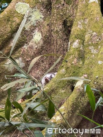 ▲▼登山突遭鼬獾攻擊畫面曝！男山友被咬住不放　網驚：這隻有狂犬病。（圖／民眾張小姐授權提供）