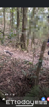 ▲▼登山突遭鼬獾攻擊畫面曝！男山友被咬住不放　網驚：這隻有狂犬病。（圖／民眾張小姐授權提供）