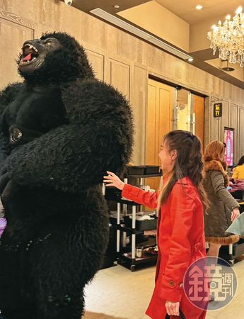 丫子途經別的包廂時，看到門口有大猩猩人偶，停下腳步好奇的張望。（讀者提供）