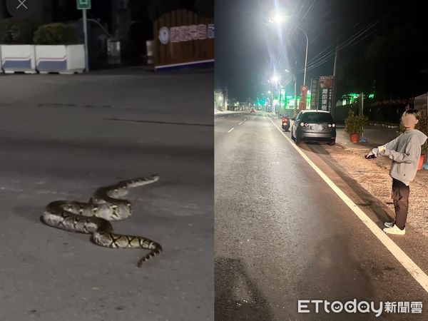 ▲▼高雄驚見「50kg超巨大蟒蛇」！20歲女騎車輾過慘摔車，超扯畫面曝。（圖／Threads／chen.yuzi授權提供）
