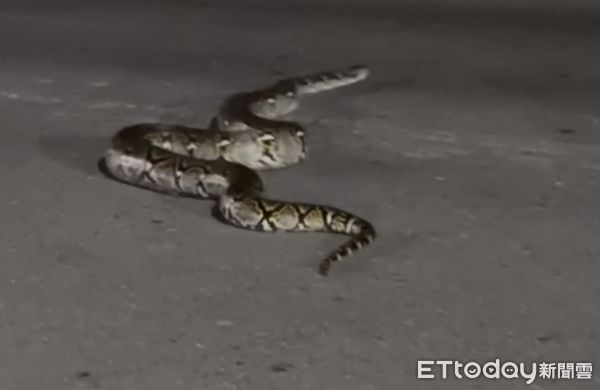 ▲▼高雄驚見「50kg超巨大蟒蛇」！20歲女騎車輾過慘摔車，超扯畫面曝。（圖／Threads／chen.yuzi授權提供）