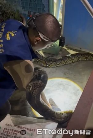 ▲▼高雄驚見「50kg超巨大蟒蛇」！20歲女騎車輾過慘摔車，超扯畫面曝。（圖／Threads／chen.yuzi授權提供）