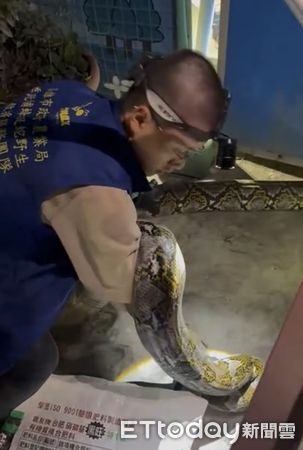 ▲▼高雄驚見「50kg超巨大蟒蛇」！20歲女騎車輾過慘摔車，超扯畫面曝。（圖／Threads／chen.yuzi授權提供）