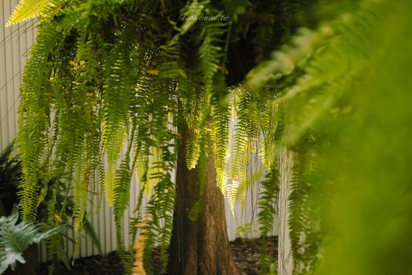 ▲▼慎重開華莊園。（圖／部落客黑皮的旅遊筆記授權提供）
