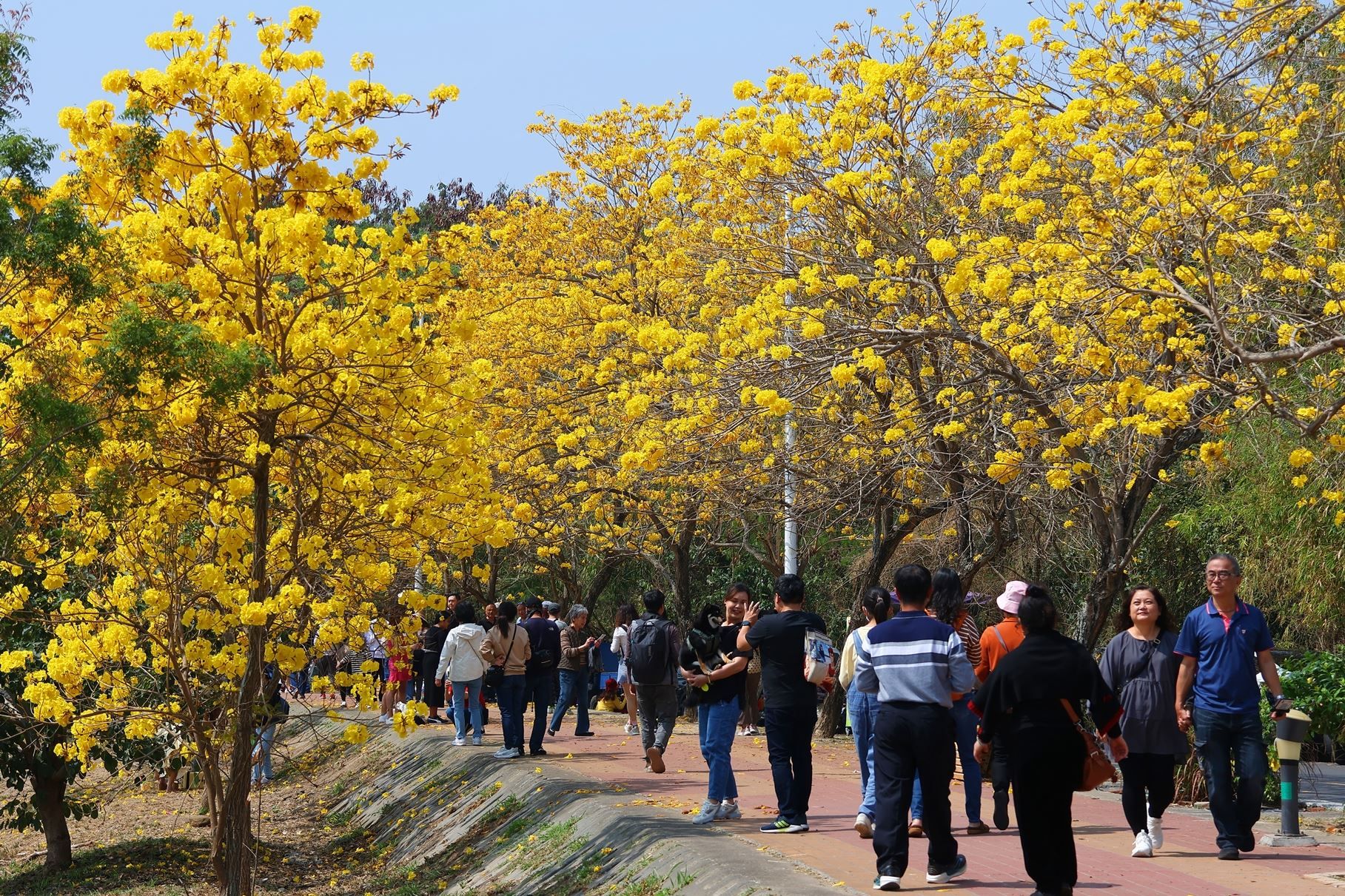 ▲▼嘉義軍輝橋八掌溪堤防旁黃花風鈴木。（圖／嘉義市政府提供）