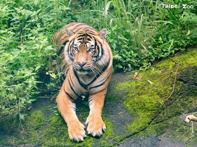 臺北動物園「Serikin」到新加坡相親啦! 極瀕危馬來虎域外保育