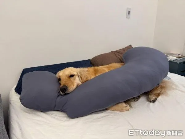 ▲孕婦月亮枕符合「狗體工學」金毛超愛。（圖／網友＠whoisyourunclenow提供，請勿隨意翻拍，以免侵權。）