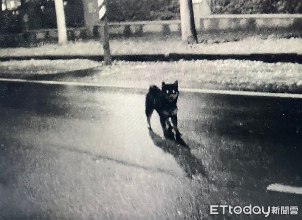 ▲黑色柴犬流浪街頭為眼尖警員發現。（圖／龜山警分局提供）