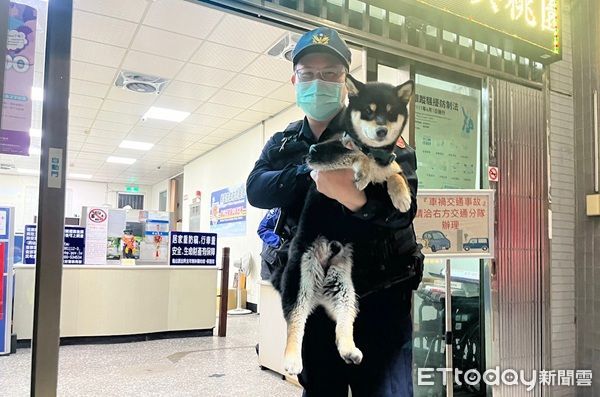 ▲▼經引導後帶回派出所，並通知生主前來帶回。（圖／龜山警分局提供）