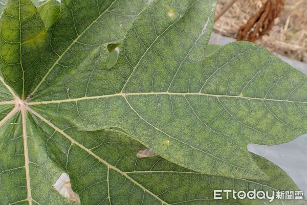 ▲高雄區農改場籲果農防治木瓜葉蟎            。（圖／高雄區農改場提供）