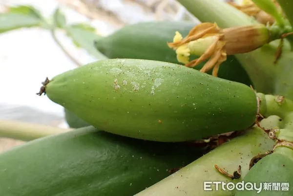 ▲高雄區農改場籲果農防治木瓜葉蟎            。（圖／高雄區農改場提供）