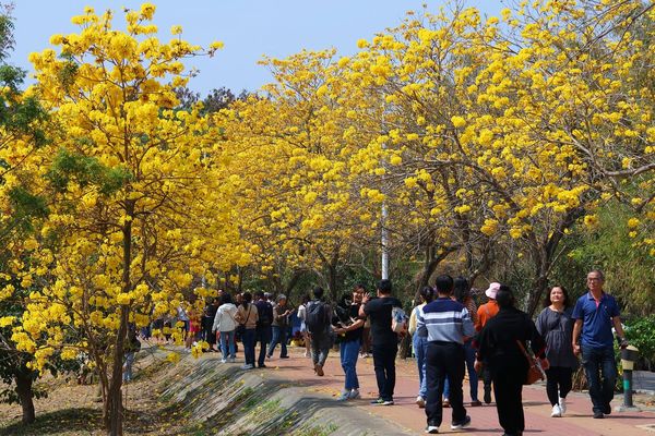 ▲▼嘉義軍輝橋八掌溪堤防旁黃花風鈴木。（圖／嘉義市政府提供）