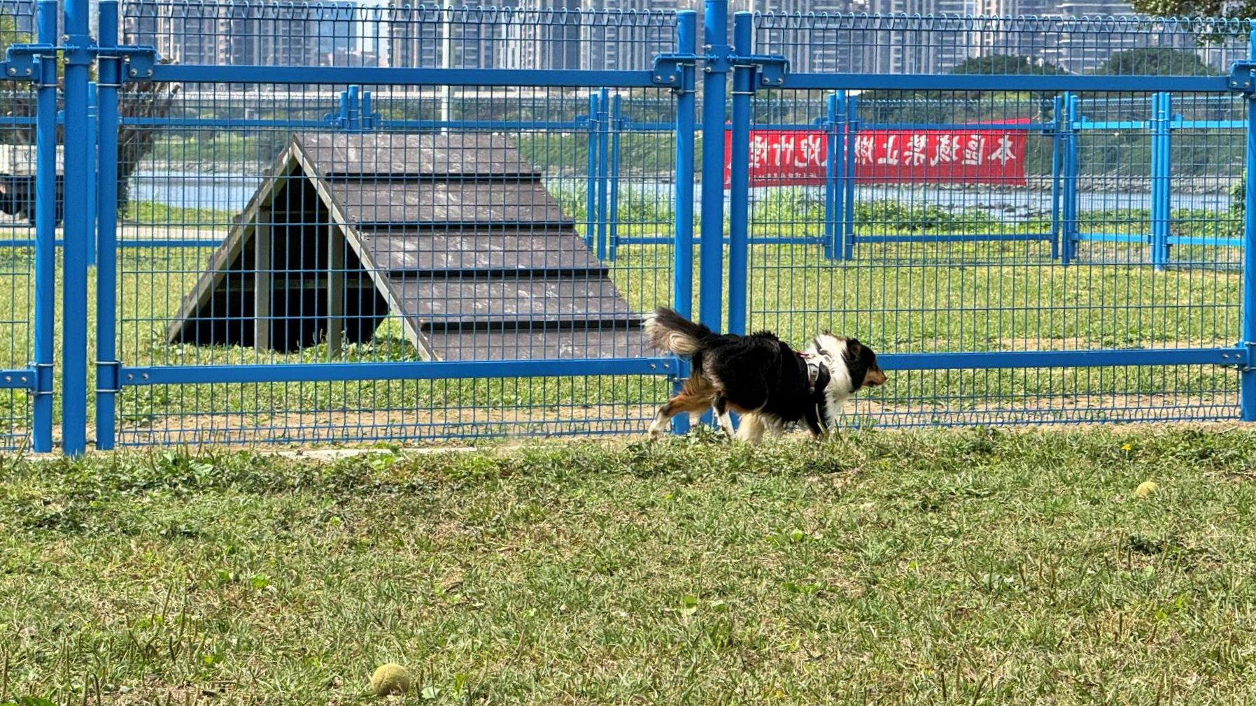 ▲永和綠寶石寵物公園圍籬全面翻新。（圖／新北市高灘處提供）