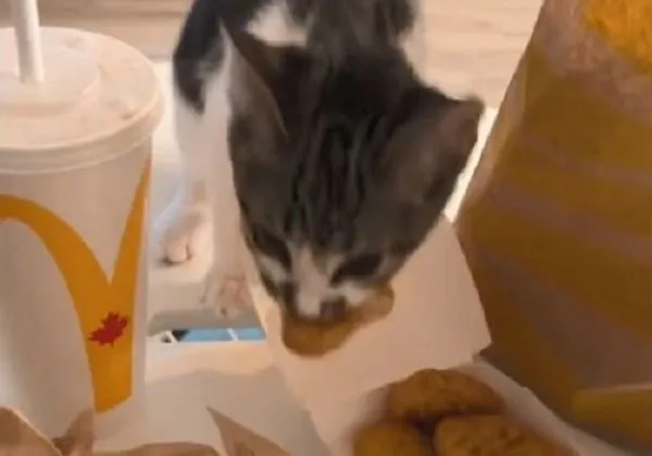 ▲家有「小貓賊」搶奴才雞塊　偷肉丸被抓還想搬整盒麵包。（圖／翻攝自TikTok／帳號名稱）