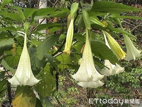 ▲▼台南有一對夫妻摘野生植物煮蛋花湯，雙雙中毒。（圖／記者林東良翻攝）